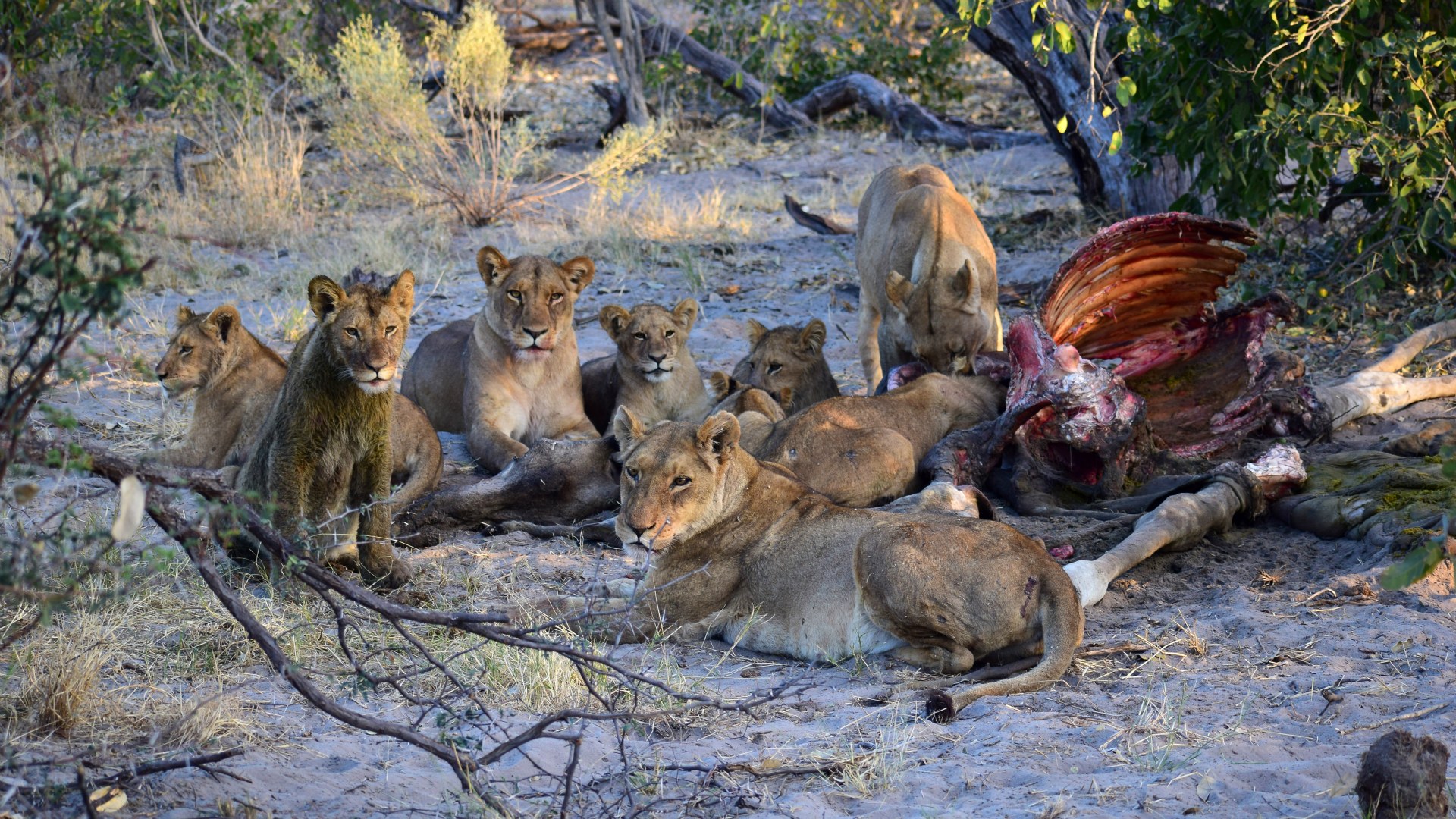 Lions, Santawani Concession