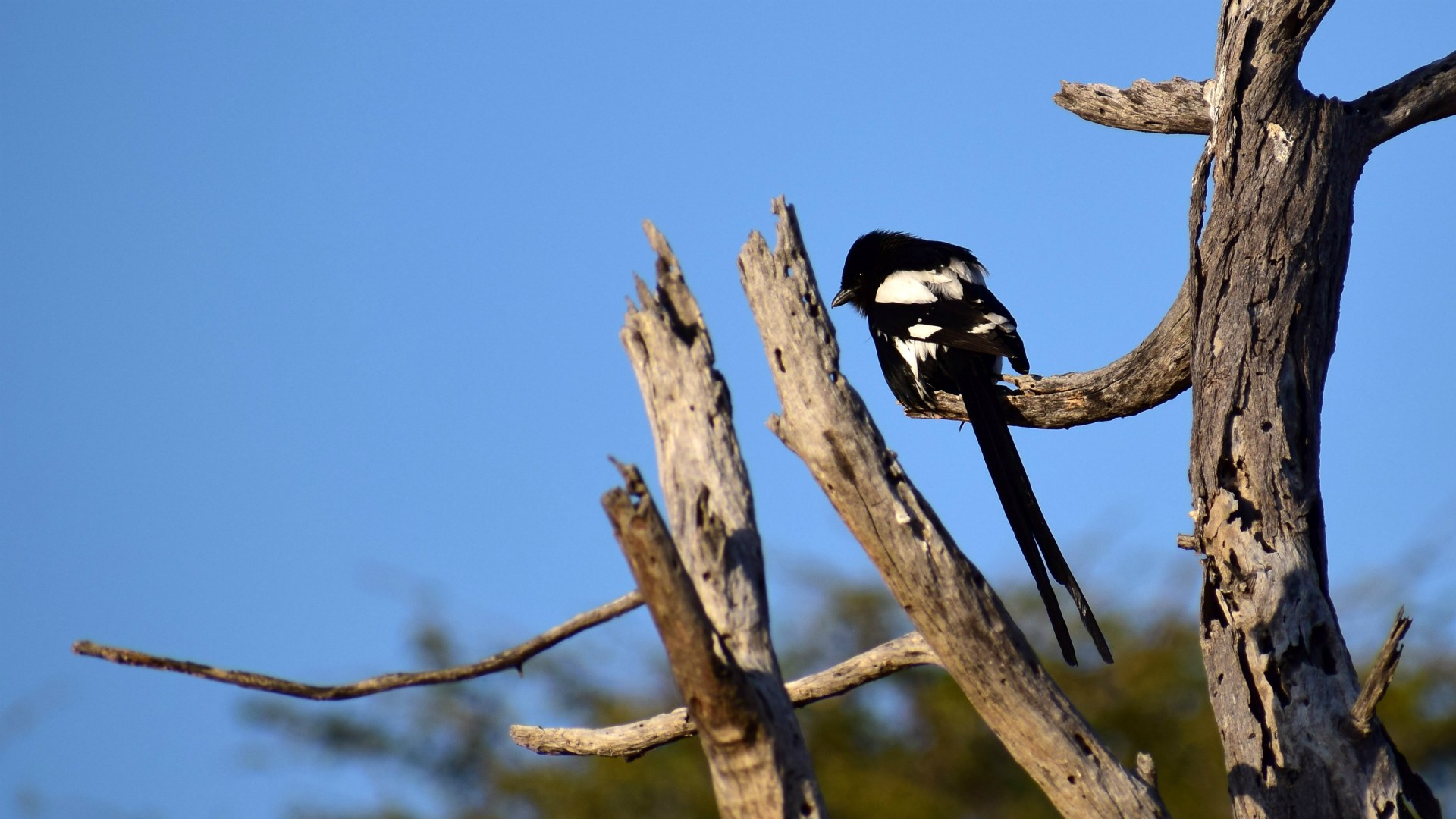 Magpie Shrike, Santawani Concession