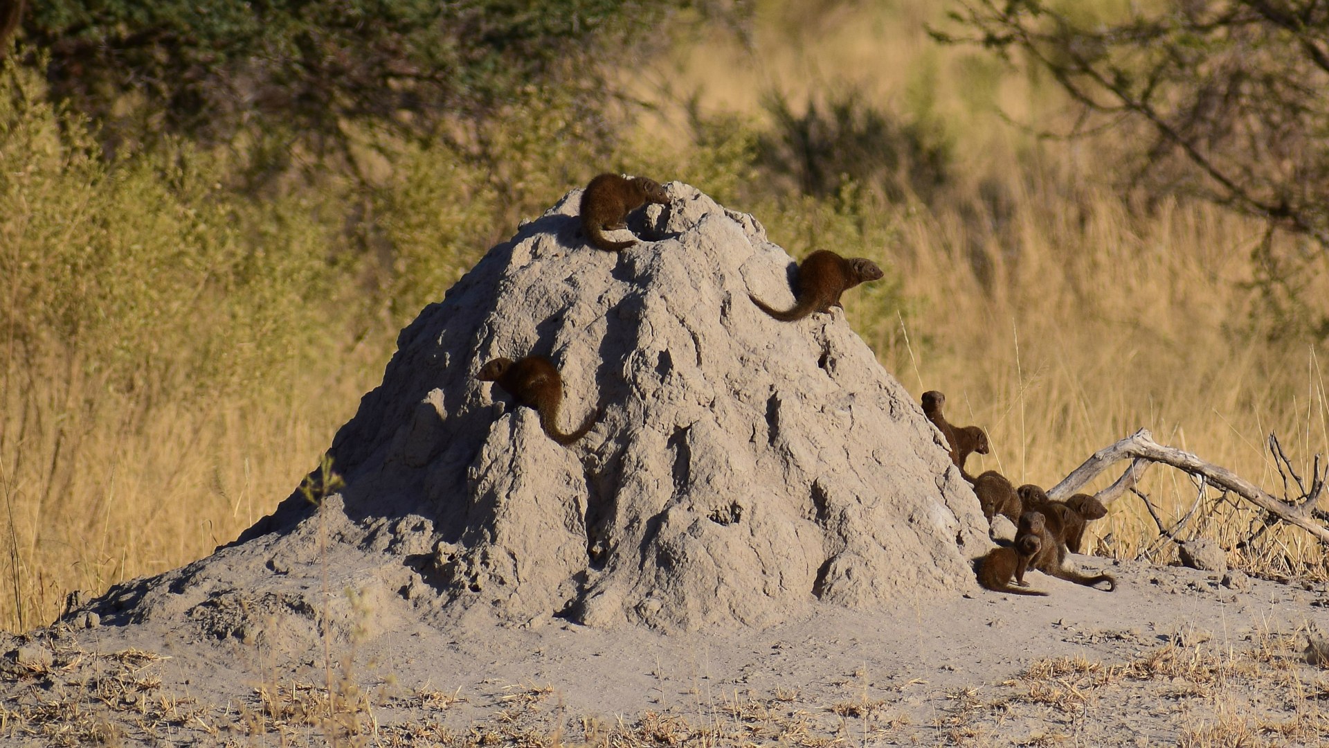 Dwarf Mongooses, Santawani Concession