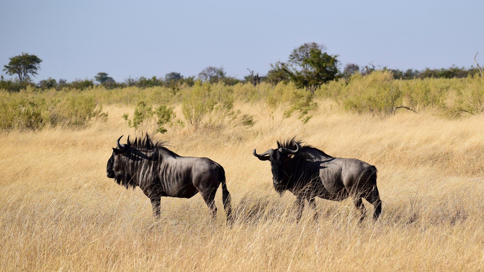 Wildebeest, Santawani Concession