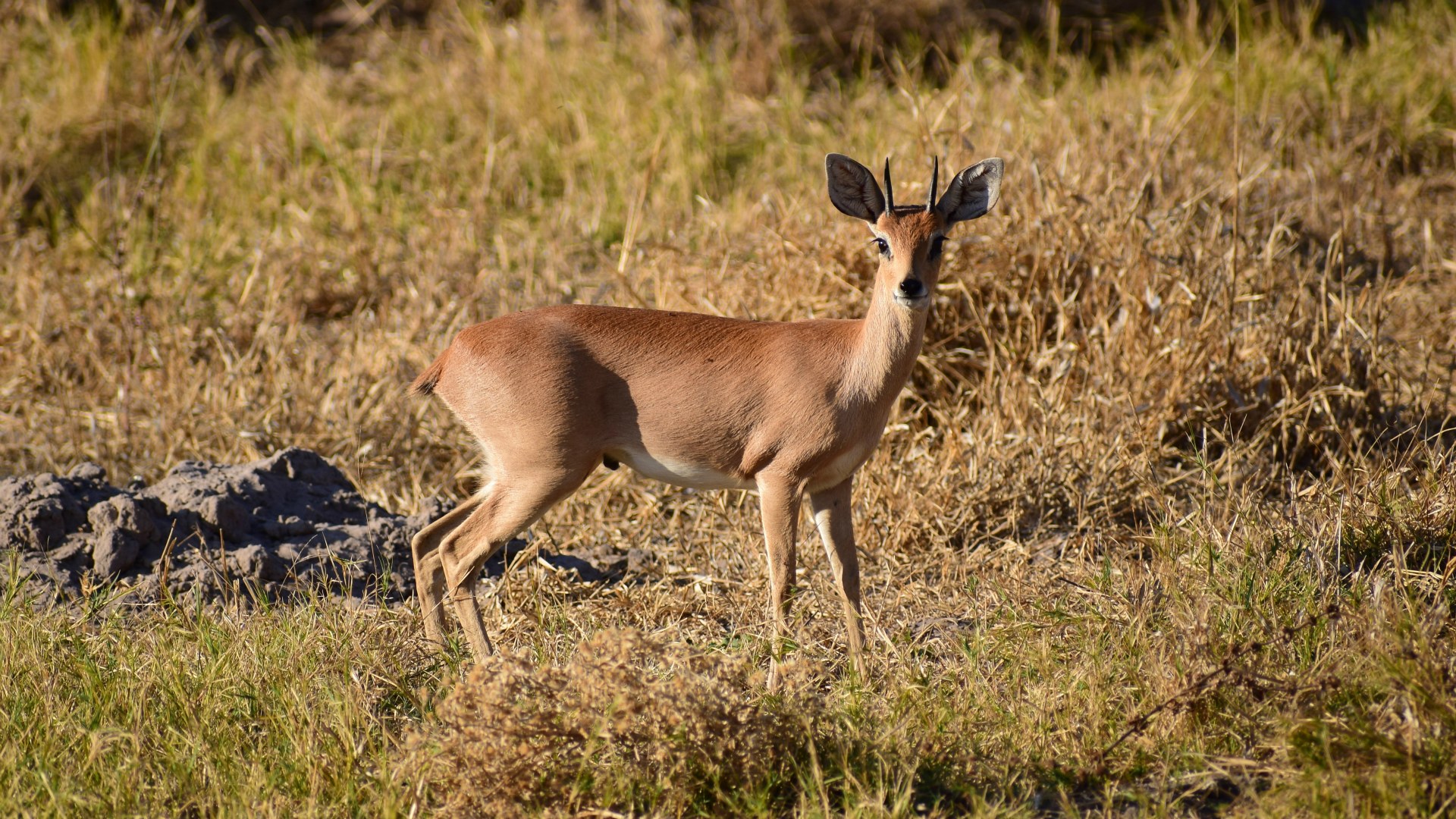 Steenbok, Santawani Concession