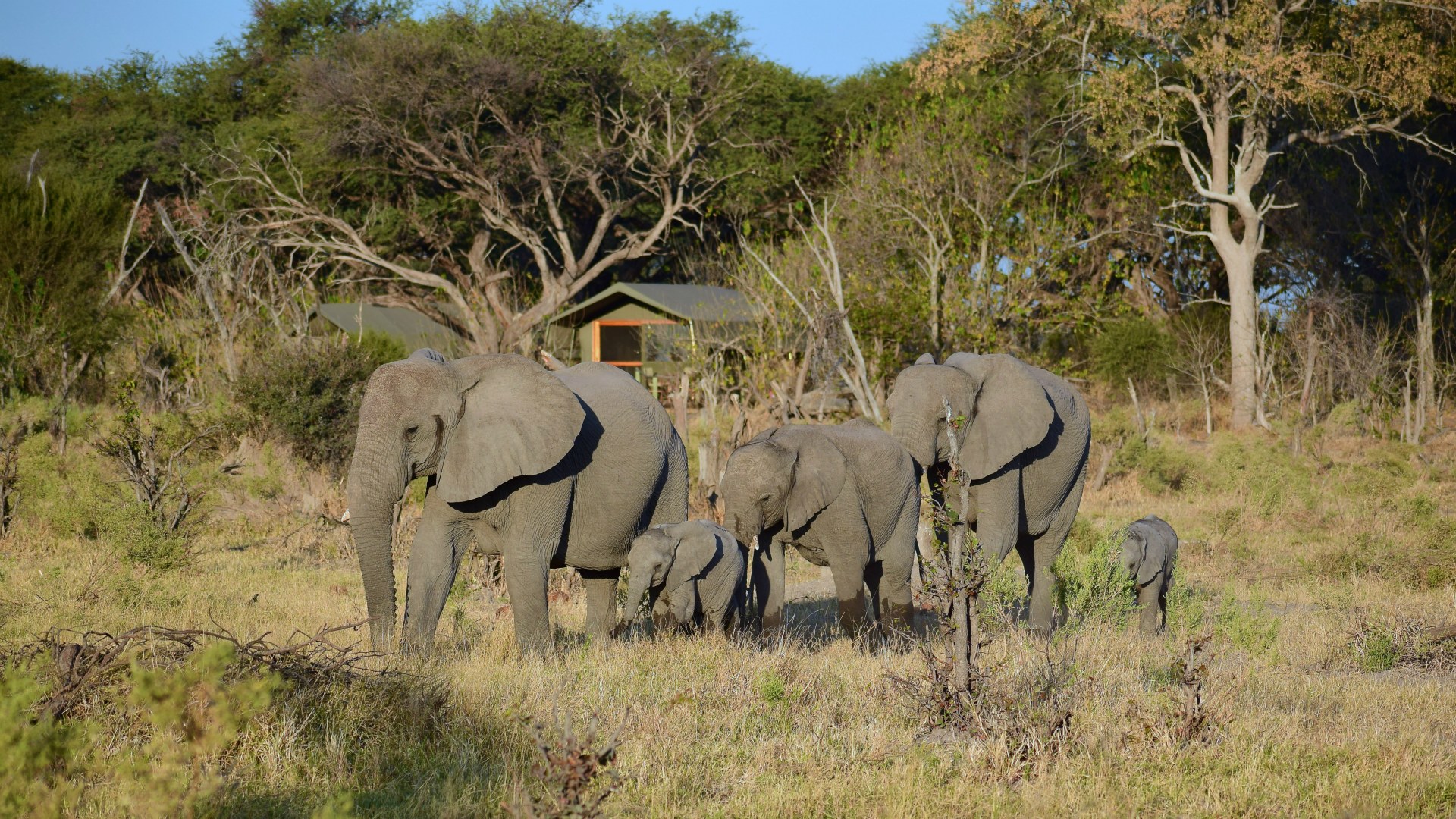 Elephants, Santawani Concession
