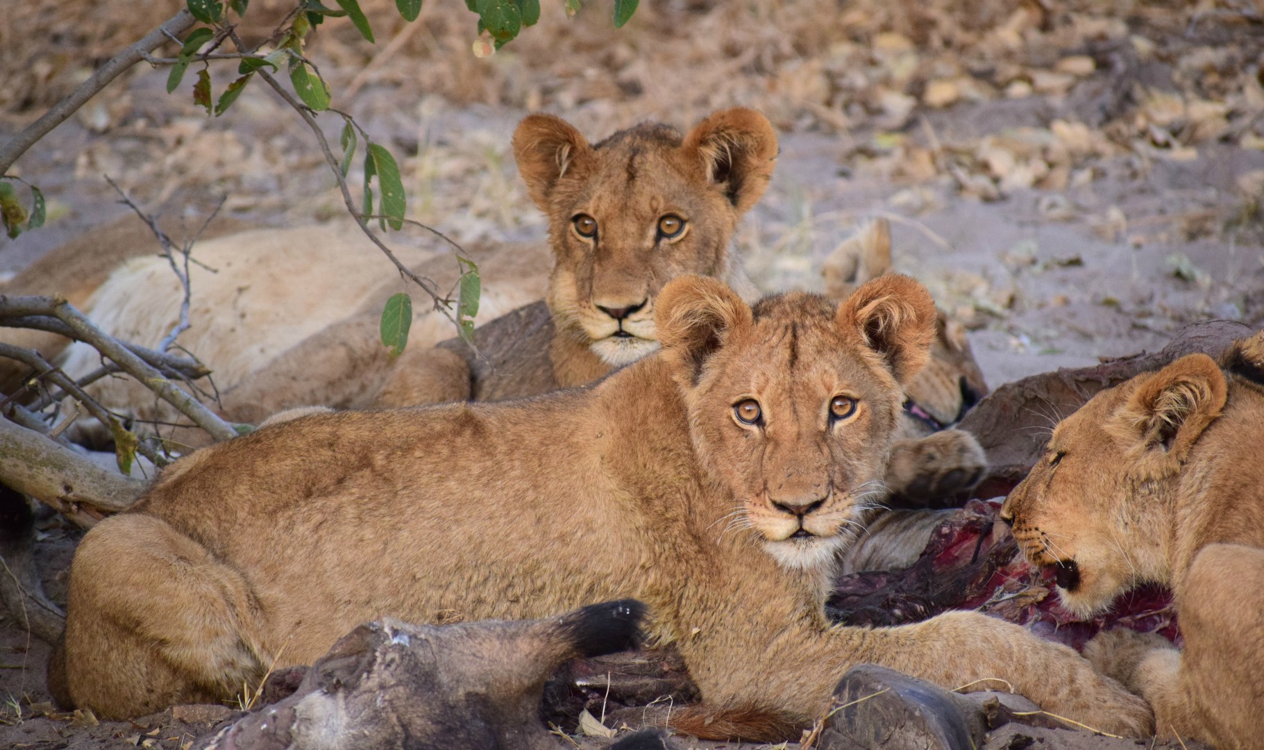 Lions, Santawani Concession