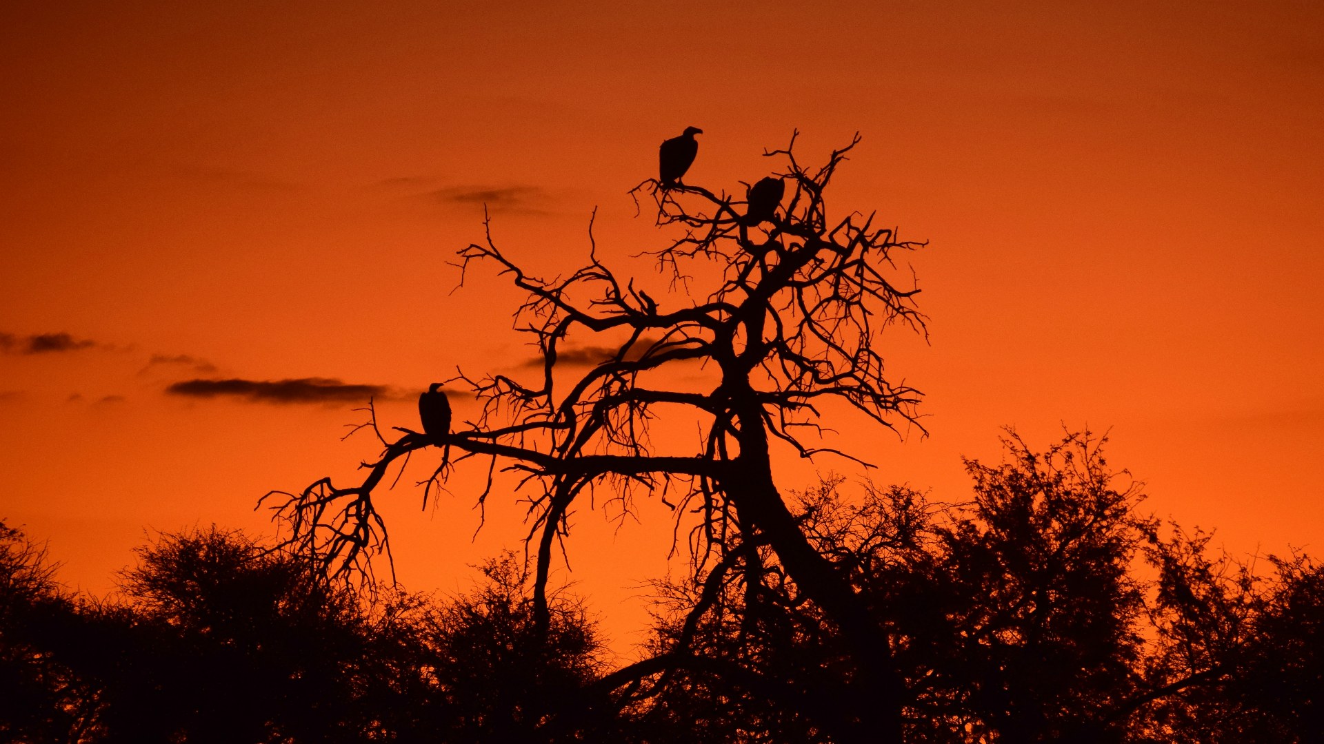 Vultures at sunset, Santawani Concession