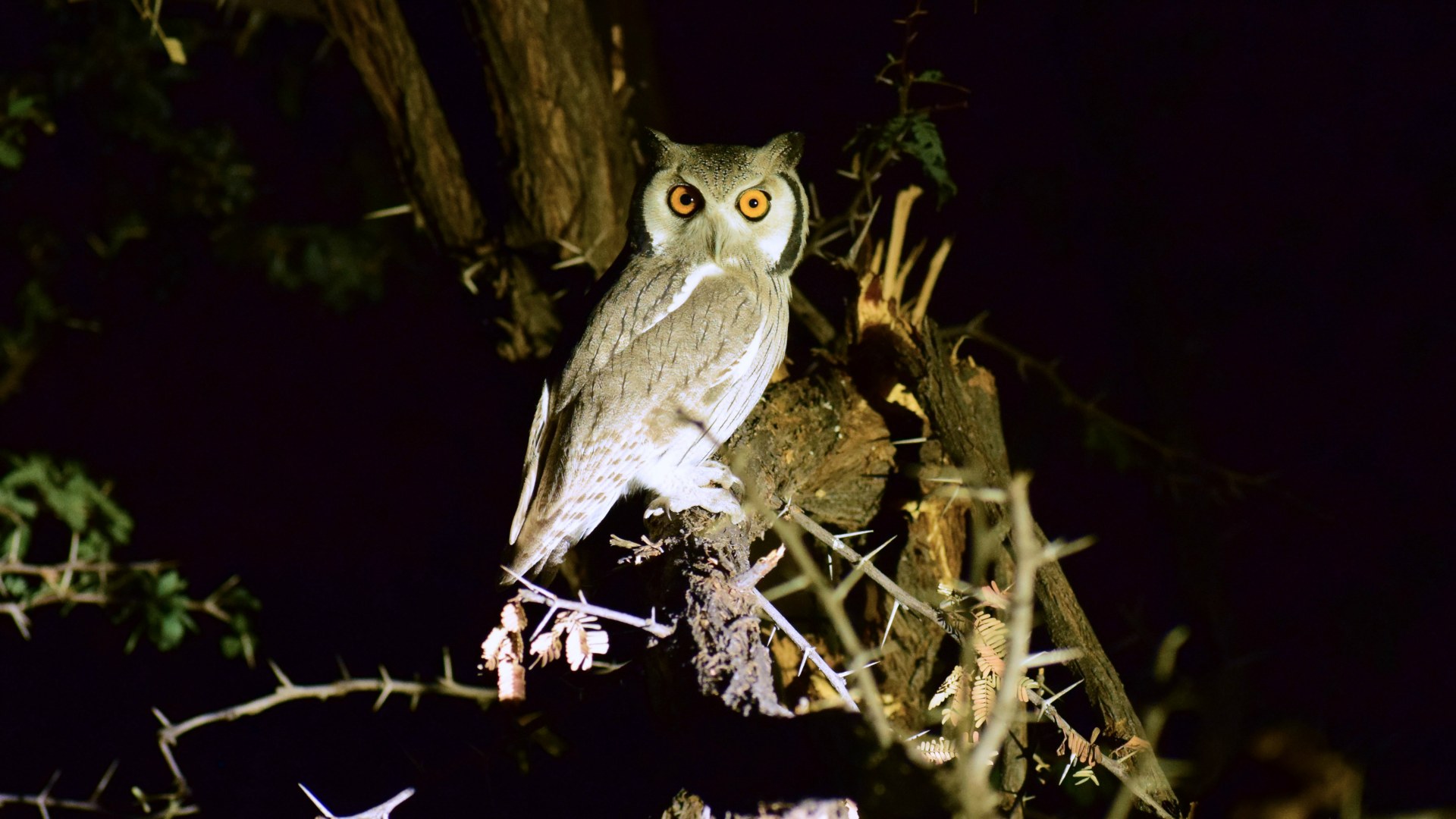 Southern White-faced Owl, Santawani Concession