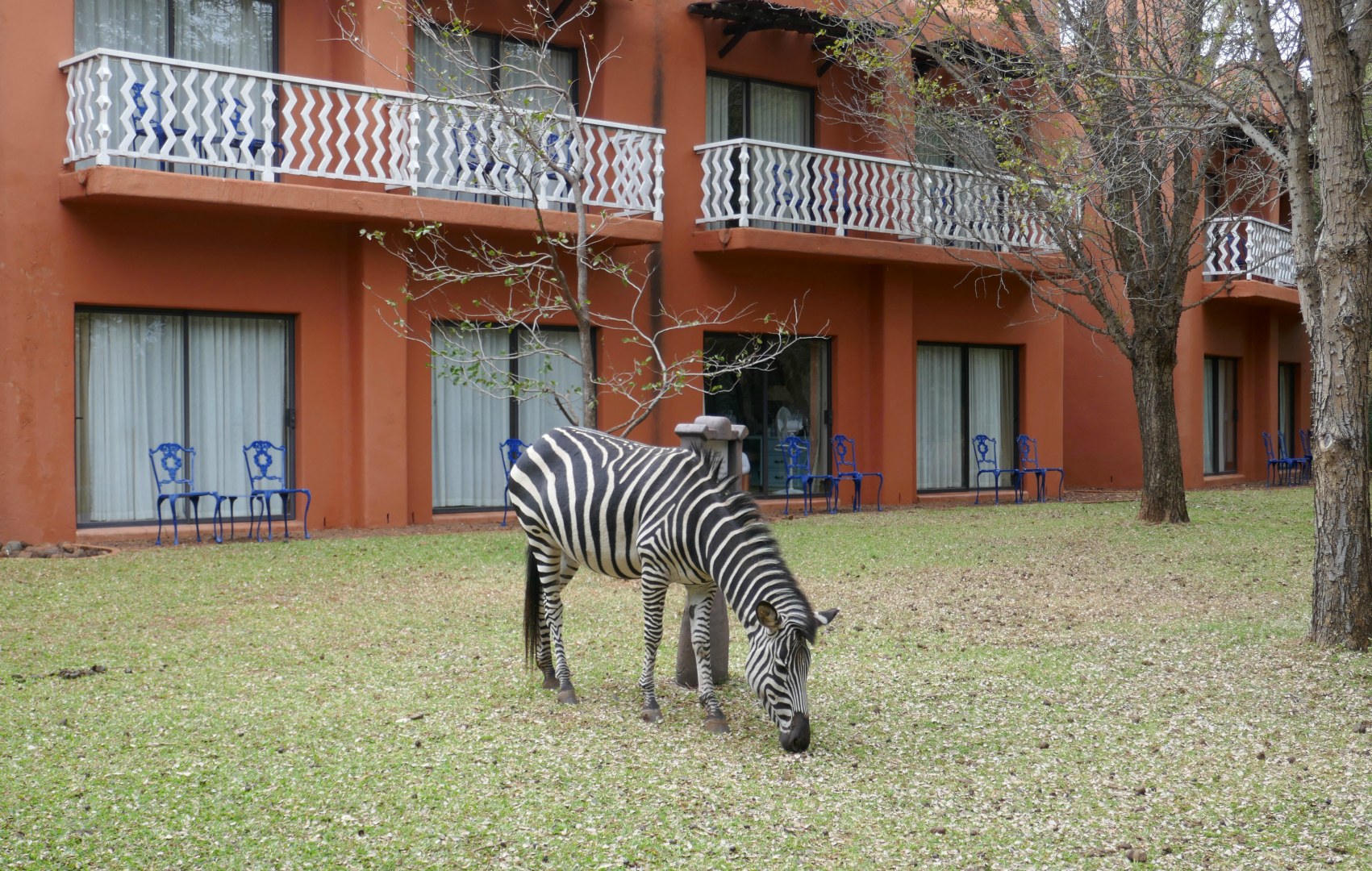 Zebra, Avani Victoria Falls Resort, Livingstone