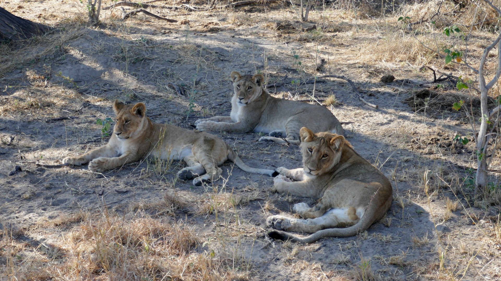 Young Lions, Santawani Concession