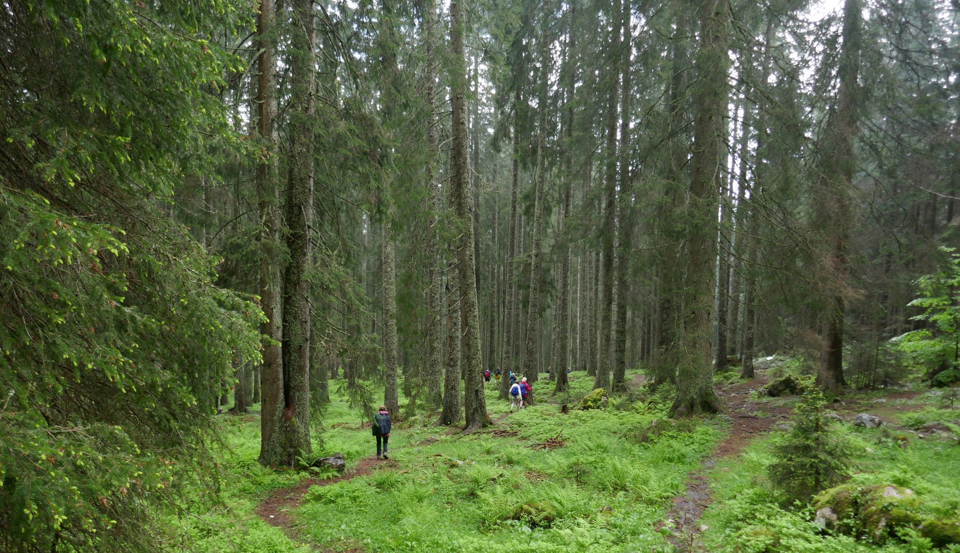 Forest below Pokljuka Plateau